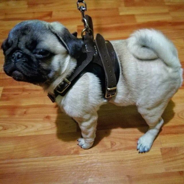 Выкройка шлейка для собак из кожи 246 — изображение 5